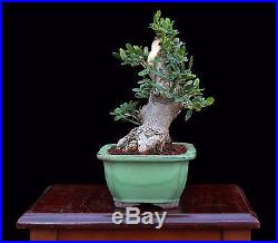 BONSAI TREE SHOHIN SUMO OLIVE with 4 BASE in VINTAGE CLAY POT