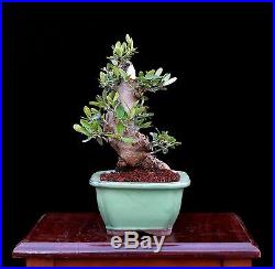 BONSAI TREE SHOHIN SUMO OLIVE with 4 BASE in VINTAGE CLAY POT