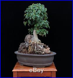 BONSAI TREE TRIDENT MAPLE ROOT OVER ROCK & SMALL LEAF