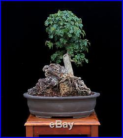 BONSAI TREE TRIDENT MAPLE ROOT OVER ROCK & SMALL LEAF