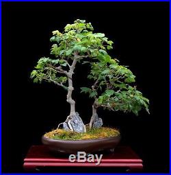 BONSAI TREE TWIN TRUNK TRIDENT MAPLE ROOT OVER ROCK & SMALL LEAF in TOKONAME POT