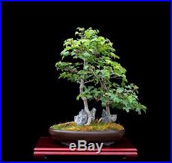 BONSAI TREE TWIN TRUNK TRIDENT MAPLE ROOT OVER ROCK & SMALL LEAF in TOKONAME POT