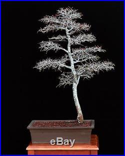 BONSAI TREE WHITE BENCH and ELM IN JAPANESE CLAY POT