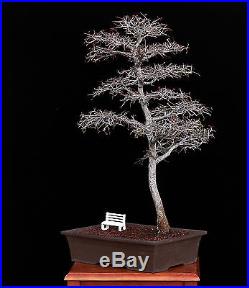 BONSAI TREE WHITE BENCH and ELM IN JAPANESE CLAY POT