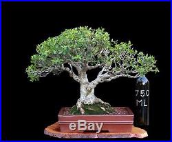 BONSAI TREE YAUPON HOLLY with 3 TRUNK in fine CLAY POT