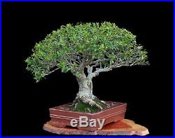 BONSAI TREE YAUPON HOLLY with 3 TRUNK in fine CLAY POT