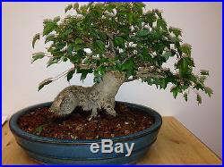 BONSAI TRIDENT MAPLE MASSIVE TRUNK OUTSTANDING TREE AND POT SHOW STOPPER