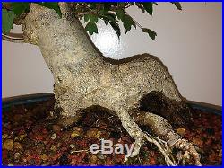 BONSAI TRIDENT MAPLE MASSIVE TRUNK OUTSTANDING TREE AND POT SHOW STOPPER