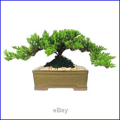 BONSAI Tree 8 Year Old Japanese Juniper in 8 Bonsai Pot eBay Special