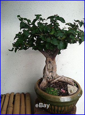 BOUGAINVILLEA BONSAI TREE THICK LARGE TRUNK PINK BLOOMING FLOWERS JAPANESE ART