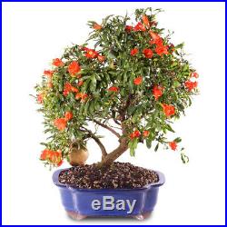 BRUSSEL'S BONSAI POMEGRANATE BONSAI TREE DT0819PG 8 years 12 to 16