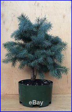 Baby Blue Spruce Bonsai Kifu Evergreen Small Needles Big Thick Twin Trunk