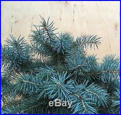 Baby Blue Spruce Bonsai Kifu Evergreen Small Needles Big Thick Twin Trunk