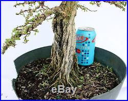 Bahama Berry(Nashia Inaguensis). Pre Bonsai Tree specimen