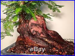 Bald Cypress Knee Specimen Bonsai Tree