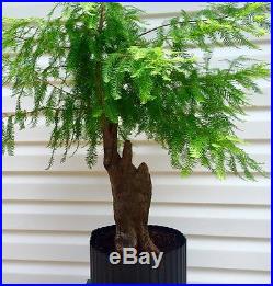 Bald Cypress Knee Specimen Bonsai Tree