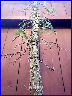 Bald Cypress bonsai specimen
