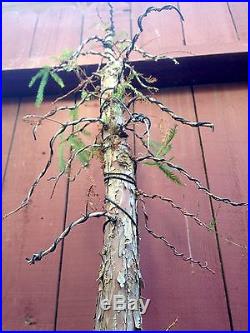 Bald Cypress bonsai specimen
