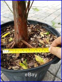 Bald Cypress for bonsai, healthy thick trunk and roots