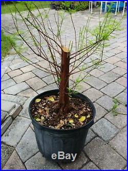 Bald Cypress for bonsai, healthy thick trunk and roots