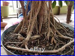 Banyan FICUS PHILIPPINENSIS Pre Bonsai Aerial Roots