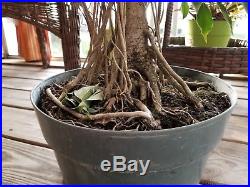 Banyan FICUS PHILIPPINENSIS Pre Bonsai Aerial Roots