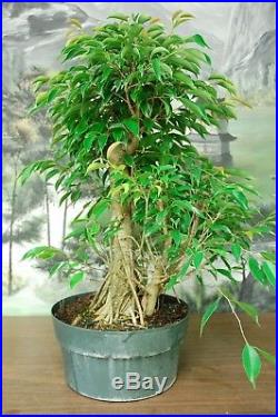 Banyan Ficus Philippinensis Pre Bonsai Tree. Large Tree! Arial roots