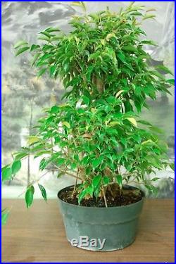 Banyan Ficus Philippinensis Pre Bonsai Tree. Large Tree! Arial roots