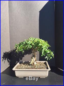 Beautiful Arboricola (Schefflera) Bonsai