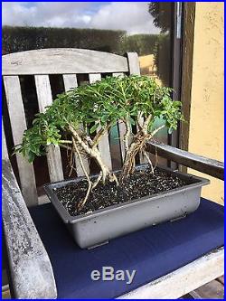 Beautiful Arboricola (Schefflera) Bonsai