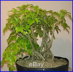 Beautiful Arboricola (Schefflera) Bonsai Banyan Style