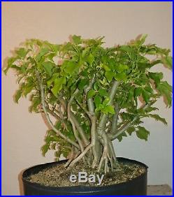 Beautiful Arboricola (Schefflera) Bonsai Banyan Style