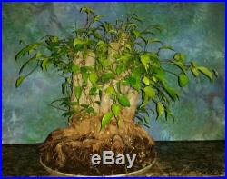 Beautiful Bonsai FICUS BENJAMINA Tree Large Trunks & Nebari