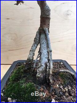 Beautiful Catlin Elm Bonsai Tree Thick Barky Trunk Exposed Root