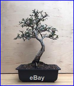 Beautiful Catlin Elm Bonsai Tree Thick Barky Trunk Exposed Root