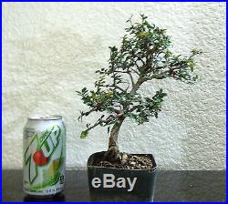 Beautiful Chinese Catlin Elm for mame shohin bonsai tree great shape