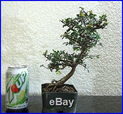 Beautiful Chinese Catlin Elm for mame shohin bonsai tree great shape