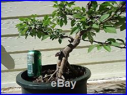 Beautiful Large Trunk Crap Apple Bonsai Tree Trained In Moyogi Style
