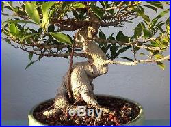 Beautiful Tiger Bark Ficus Bonsai. Free Shipping! Tigerbark
