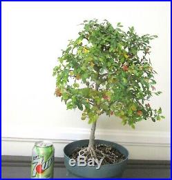 Beautiful established Chinese Elm for mame shohin bonsai tree exposed roots