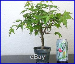 Beautiful green Japanese maple for shohin mame bonsai tree multiple listing