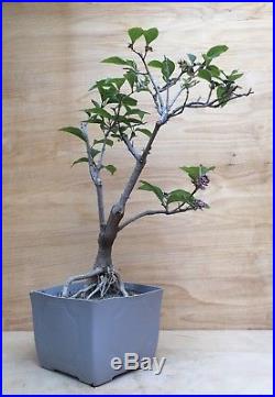 Beauty Berry Flowering Fruiting Pre Bonsai Tree small Purple Berries Thick Trunk