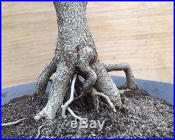 Beauty Berry Flowering Fruiting Pre Bonsai Tree small Purple Berries Thick Trunk