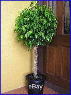 Benjamina Ficus Tree Botanical Plant Grows 6-10 ft Pot Outdoor Garden New