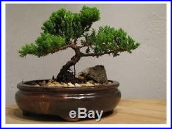 Best Zen Power and Tranquility Japanese Juniper Bonsai Tree, 6-8 9Greenbox