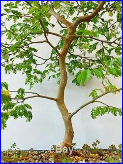 Big Bonsai Brazilian Rain Tree