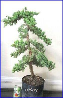 Big Japanese Juniper for shohin mame bonsai tree great shape tall trunk