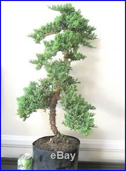 Big Japanese Juniper for shohin mame bonsai tree great shape tall trunk