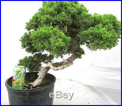 Big Japanese Juniper for shohin mame bonsai tree great shape thick trunk