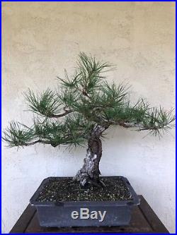 Big, Old Japanese black pine bonsai, pre-bonsai, material, Specimen